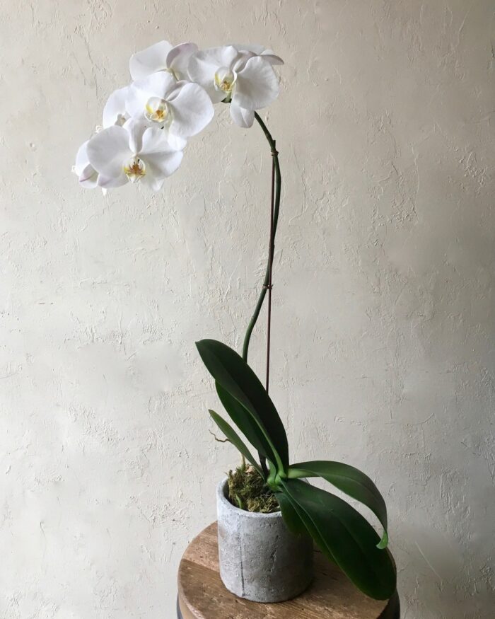 Single Stem White Waterfall Orchid Plant